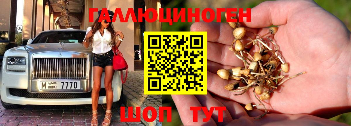 Кизилюрт  Псилоцибиновые грибы прущие грибы  Вход с VPN  закладки  Псилоцибиновые грибы GOLDEN TEACHER 